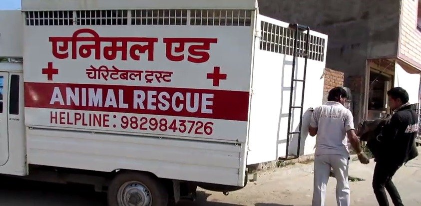 Fenku záchranáři vezou do zvířecího centra v Udaipuru.