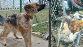 Týranou fenku našli lidé v odpadcích, po obojku jí zůstala děsivá rána