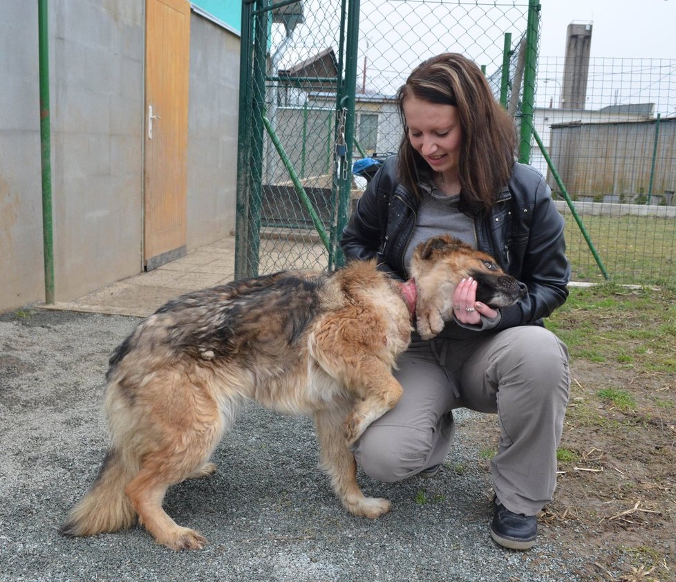 Týraná fenka je teď v chrudimském útulku, kde se zotavuje. Ještě je bázlivá, ale vedoucí útulku Denisu Škvrňovou si brzy oblíbila.