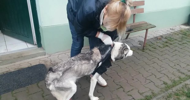 Záchranáři z Klatovska hrozí dva roky ve vězení: Týral psy hlady, policie ho obvinila!