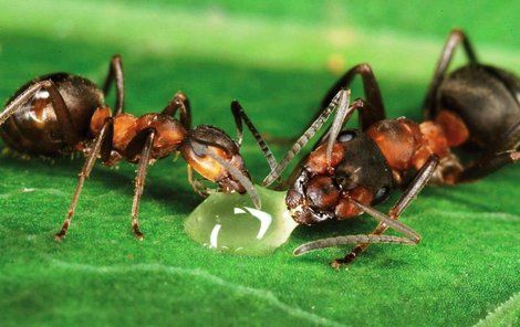Mravenci mlsají kapku medu.