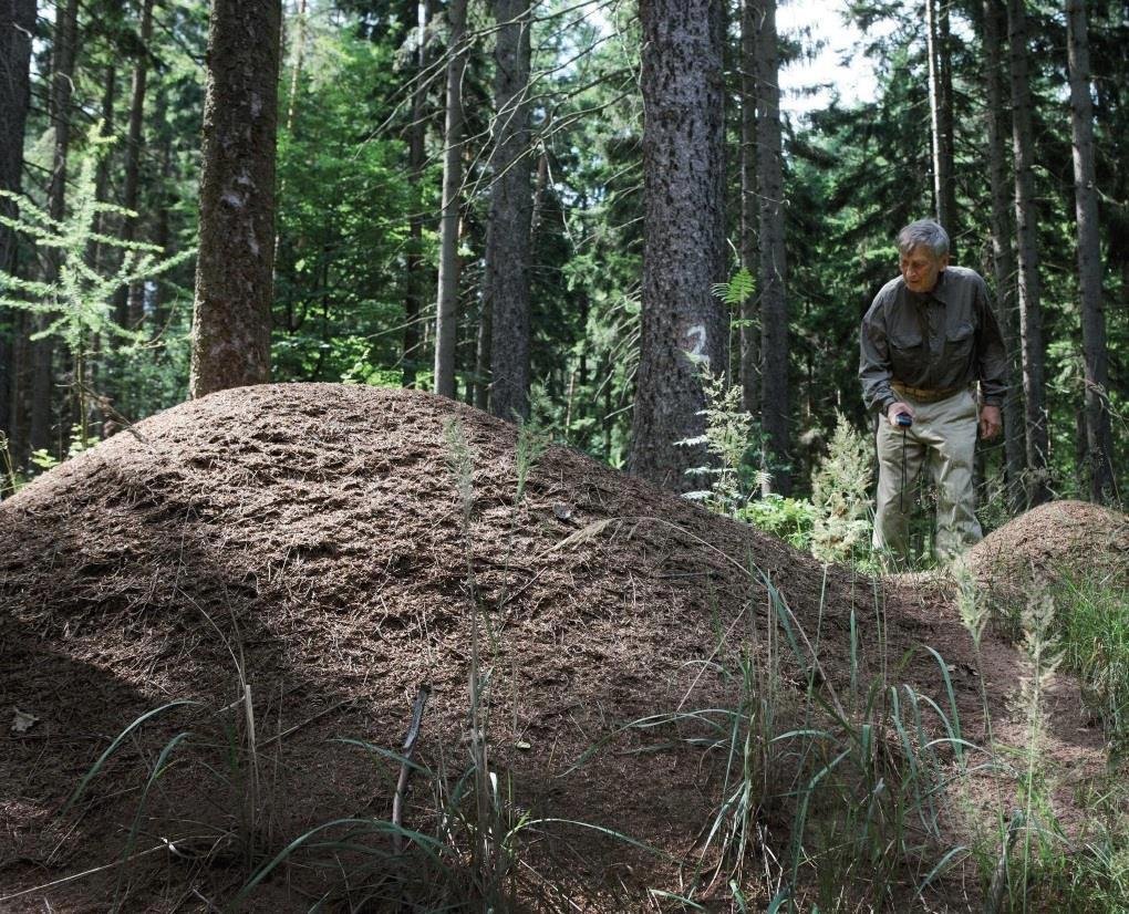 Obří mraveniště mravenců rodu Formica, průměr základny dosahuje až pěti metrů.