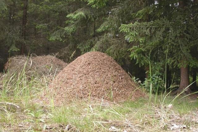 Obří mraveniště mravenců rodu Formica. Nad zemí je pouze jeho jedna třetina.