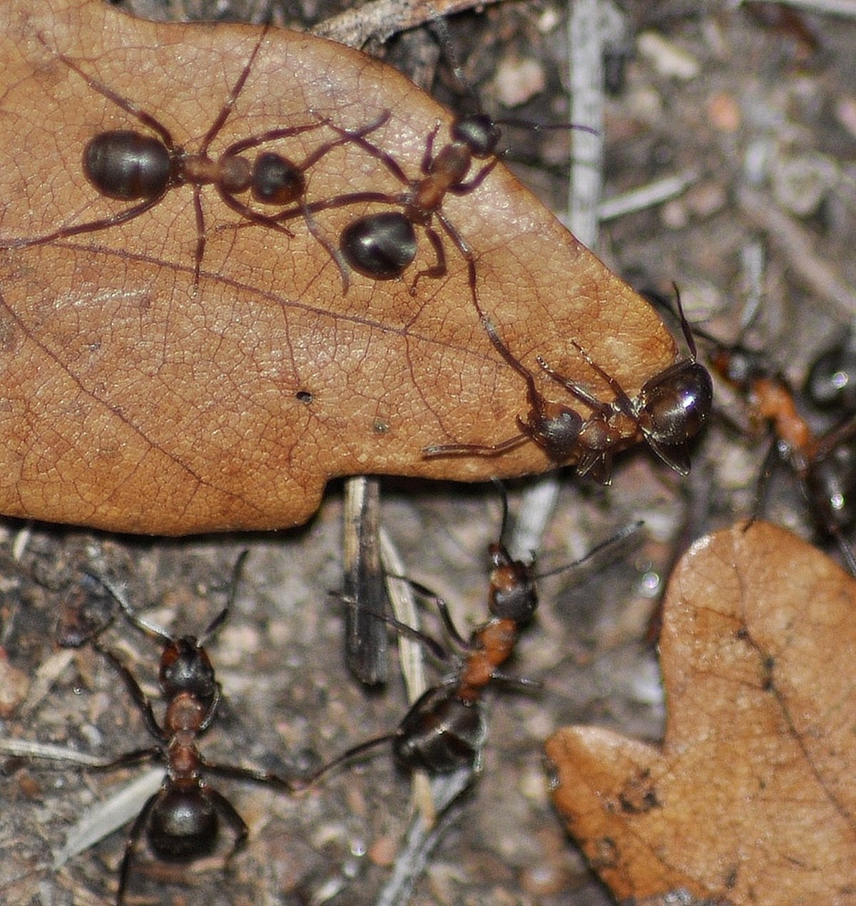 Mravenec z rodu Formica.