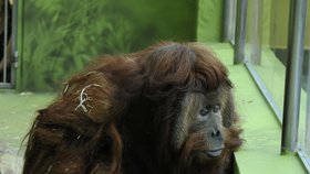 Orangutan Ferda musel být utracen.