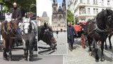 Atrakce pro turisty nebo týrání zvířat? Z centra Prahy by mohly zmizet koňské povozy