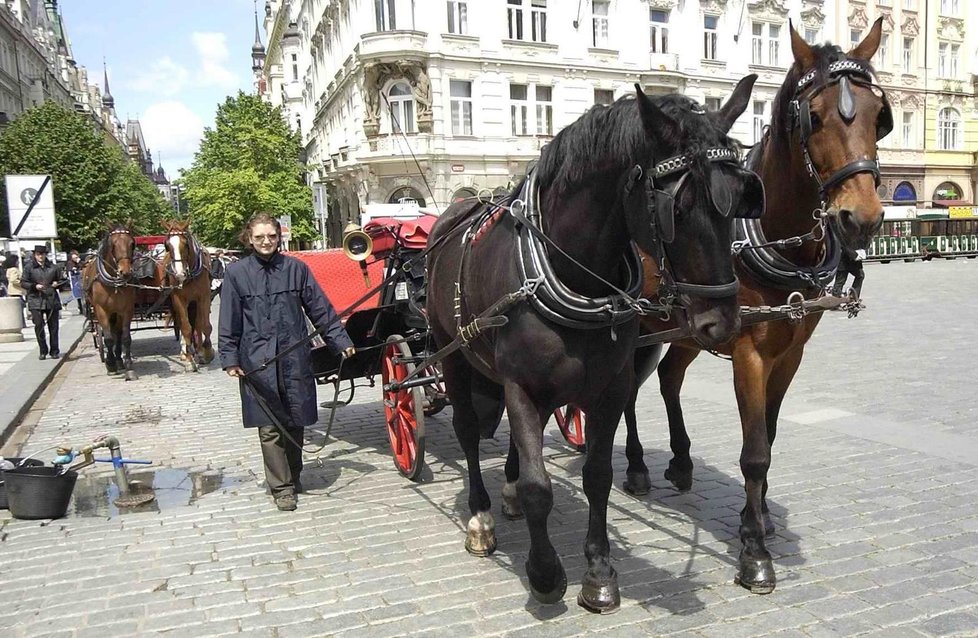 Pražský magistrát se bude opět zabývat zákazem fiakrů v metropoli. 