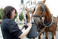 Vrátí se koňské povozy na Staromák? Cech fiakristů sepsal petici, pražští zastupitelé jsou nejednotní