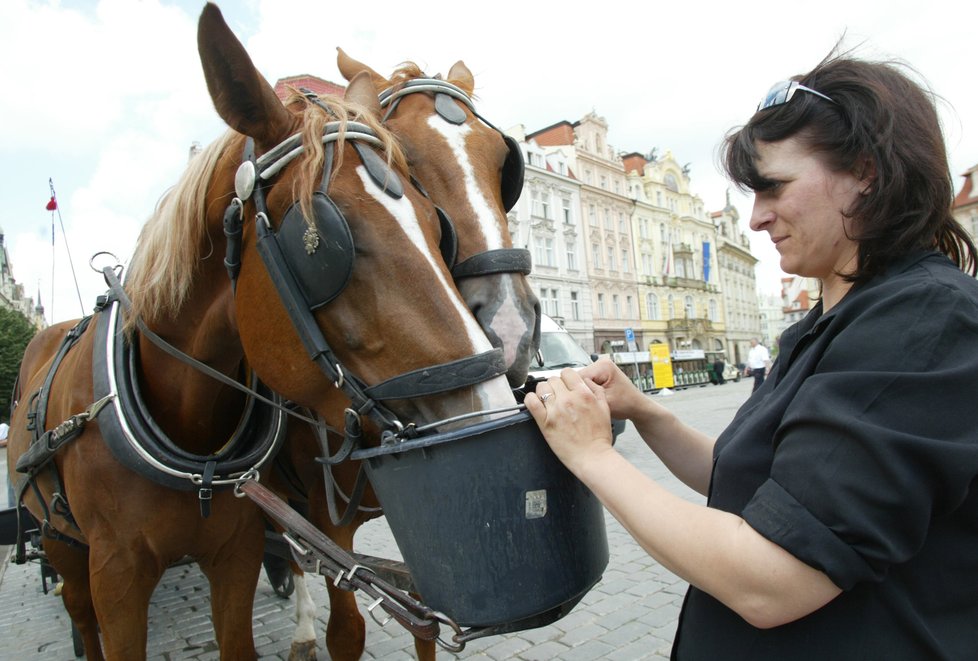 Pražští politici jsou nakloněni otázce regulace koňských povozů za turistickým účelem.