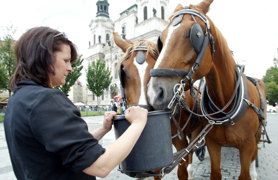 Pražský magistrát se bude opět zabývat zákazem fiakrů v metropoli. 