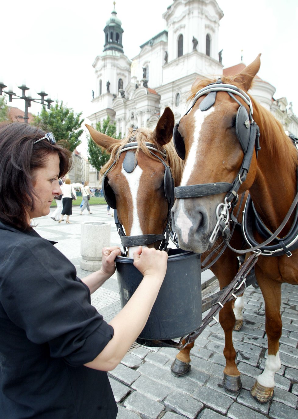 Pražští politici jsou nakloněni otázce regulace koňských povozů za turistickým účelem.