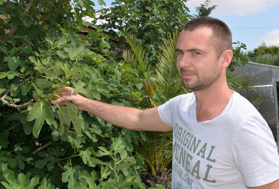 Starosta Přibic Miroslav Effenberger pěstuje na zahradě fíky.