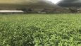 Úroda brambor Nany a Emzara Mozaidze se nyní pohybuje kolem 10 tun na hektar