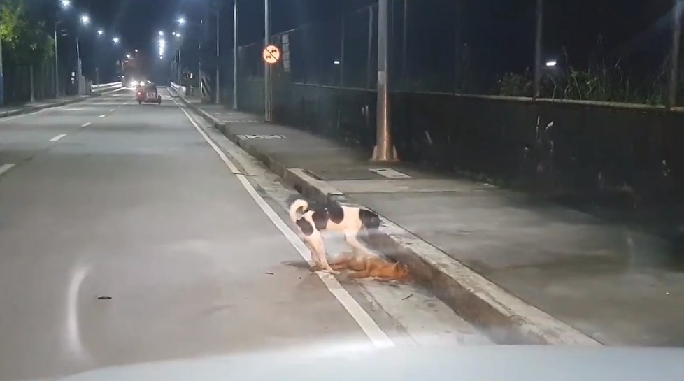Srdcervoucí video: Zatoulaný psík se snažil probudit svého přejetého parťáka