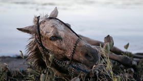 Filipínci riskují vlastní životy, aby zachránili svoje koně. Zvířata uvěznil sopečný popel.