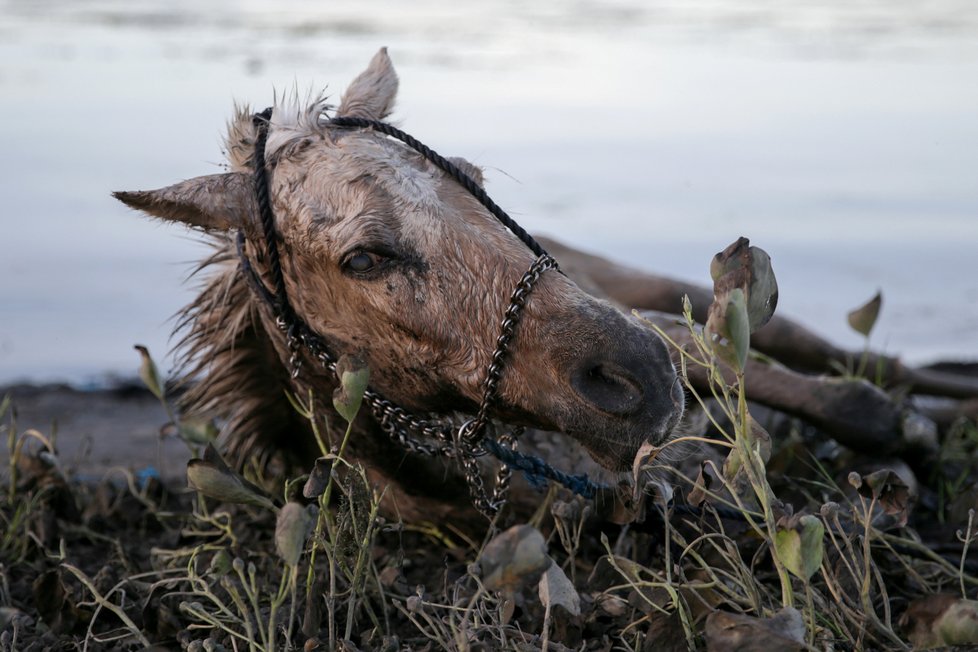 Filipínci riskují vlastní životy, aby zachránili svoje koně. Zvířata uvěznil sopečný popel.