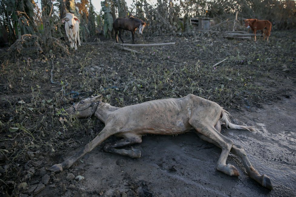 Filipínci riskují vlastní životy, aby zachránili svoje koně. Zvířata uvěznil sopečný popel.