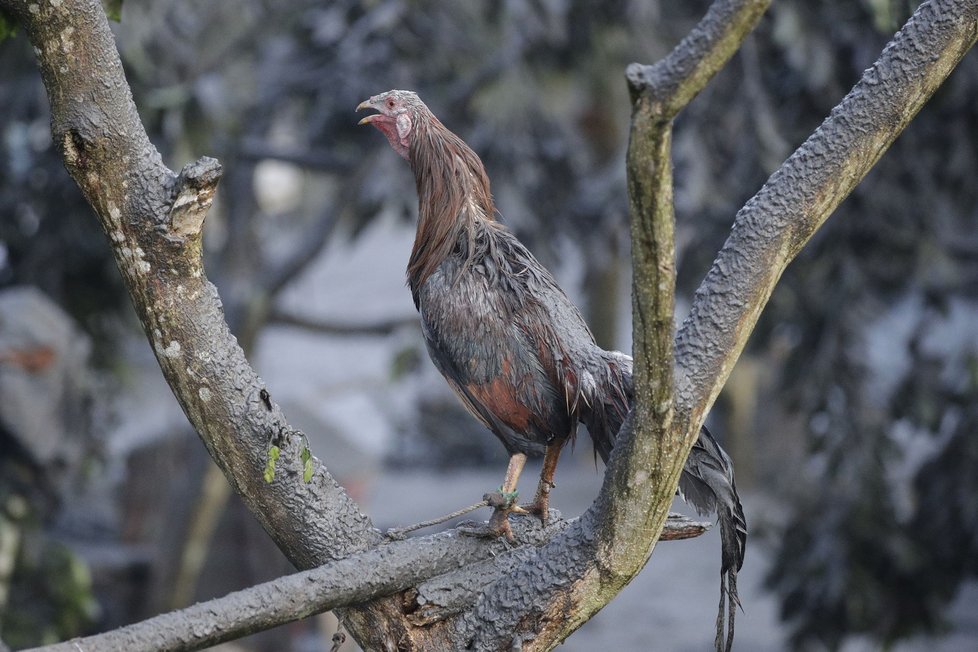 Filipínská sopka Taal se probudila k životu (13. 01. 2019).