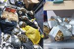 Filipínská policie na letišti našla zavazadla s 1500 želvami, které byly omotané lepicí páskou.