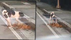 Srdcervoucí video: Zatoulaný psík se snažil probudit svého přejetého parťáka.