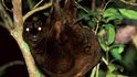 Visící letucha filipínská je jeden ze dvou druhů tvořících svůj vlastní řád mezi savci