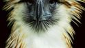Nádherné, zlatě lemované peří na hlavě se orlovi vzrušením vztyčilo jako čelenka indiánského náčelníka.