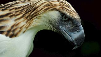 Fascinující fauna filipínského souostroví: Poslední křídla nad pralesem