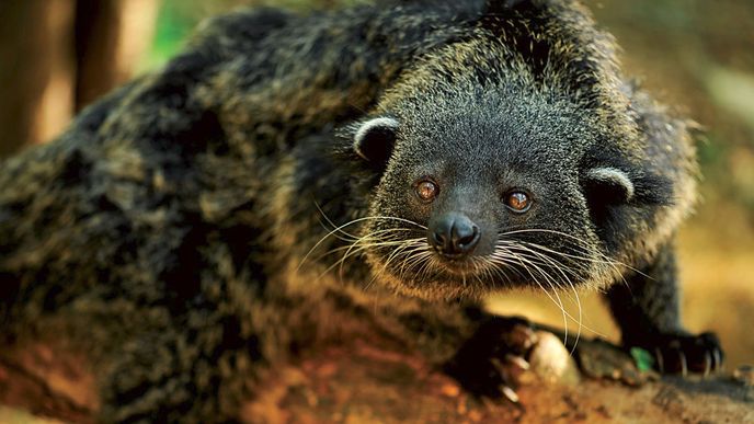 Binturong je největší filipínská šelma. Má chápavý ocas a patří k cibetkám.