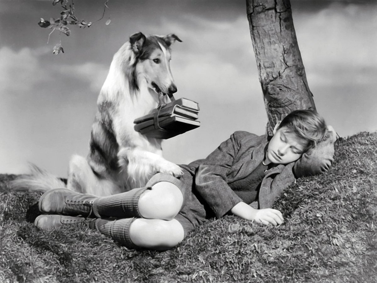 Lassie: Kolie Pal (1940 – 1958)