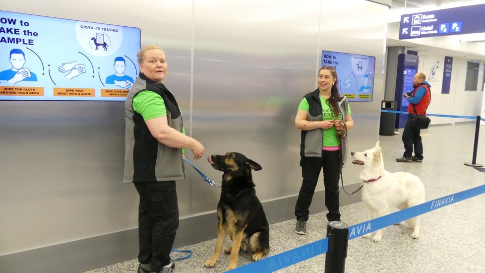 Finsko nasadilo na mezinárodní letiště u Helsinek psy, kteří údajně dokážou odhalit koronavirovou nákazu u lidí.