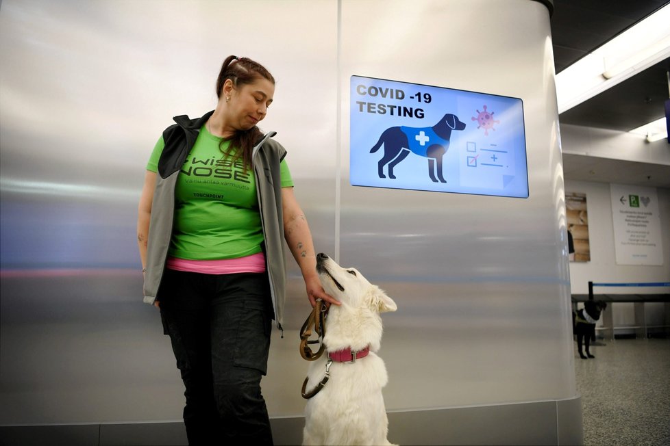 Finsko nasadilo na mezinárodní letiště u Helsinek psy, kteří údajně dokážou odhalit koronavirovou nákazu u lidí.
