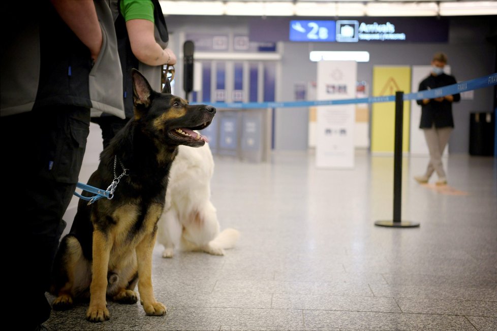 Finsko nasadilo na mezinárodní letiště u Helsinek psy, kteří údajně dokážou odhalit koronavirovou nákazu u lidí.