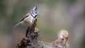 Sýkorka parukářka, jeden z mnoha zpěvných ptáků finské tajgy