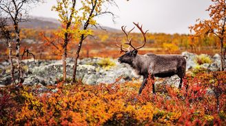 Ruska: Úchvatný podzim v kulisách finského Laponska