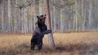 Finsko: Fotoúlovky z medvědího krytu