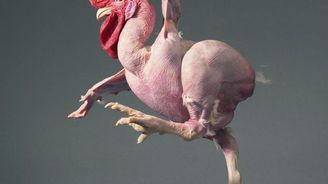 Pes, co se dívá jako člověk i oškubané kuře mutant: Fotografie zvířat, které vás zneklidní