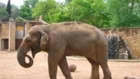 V izolaci trpěla depresemi, jiné slony ale už nebyla schopná přijmout.