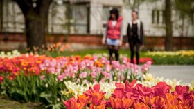 Mezinárodní květinová výstava Flora Olomouc