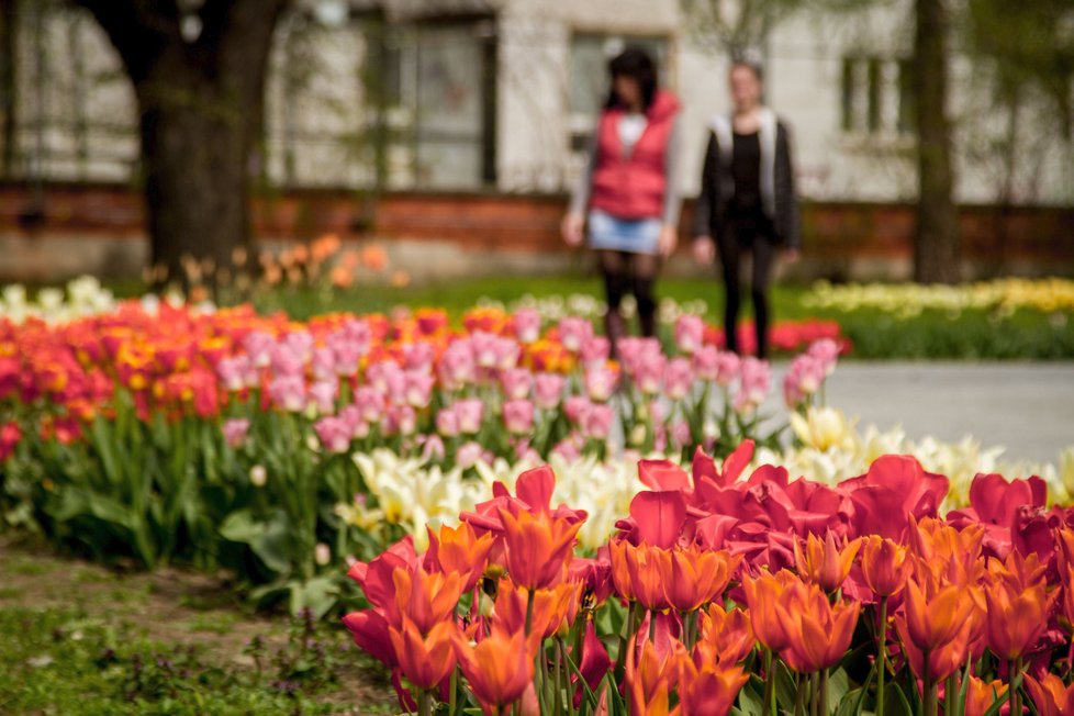 Mezinárodní květinová výstava Flora Olomouc