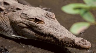 Atomoví krokodýli: Jaderná elektrárna na Floridě poskytuje útočiště největším predátorům Ameriky