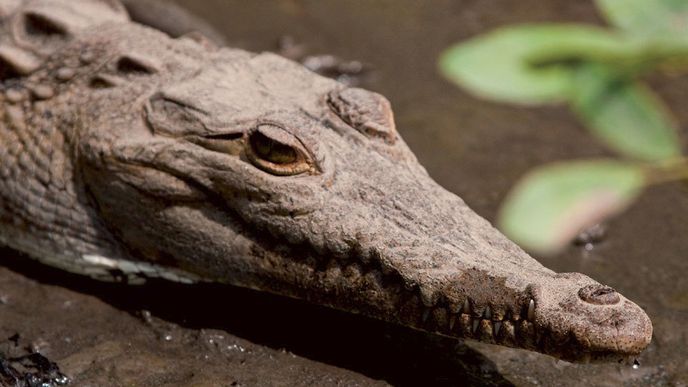 Krokodýl americký (Crocodylus acutus) je jedním z největších krokodýlích druhů a na americkém kontinentu bezkonkurenčně největším.