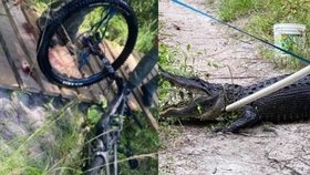 Neopatrný cyklista na turistické trase nevybral zatáčku a skončil v tlamě aligátoří samice. Vrtulník ho odvezl do nemocnice.