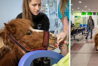 Milovník koní Petr je po vážném úrazu v nemocnici už 200 dní: Potěšit ho přišel poník Kulička
