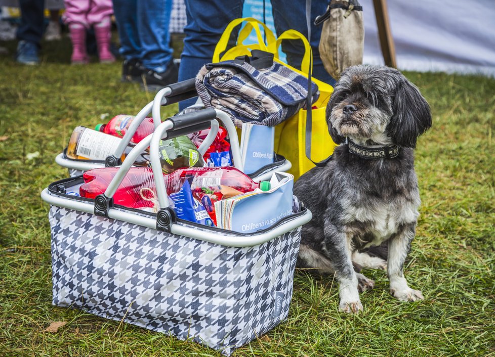 FOOD piknik 2018