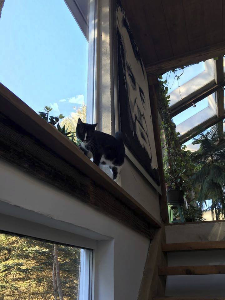 V domě má své místo i kočka.