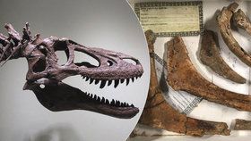 Muž požaduje za zkamenělinu tyrannosaura téměř 60 milionů.