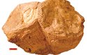 Zkamenělý kalendář – fosilie mlže z pohoří Al Hajar ve Spojených arabských emirátech