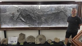 Unikátní zkamenělina v depozitu Masarykovy univerzity: Ví o ní málokdo!