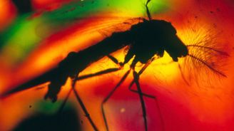Vědci zjistili, že komáři mohli šířit malárii před miliony let