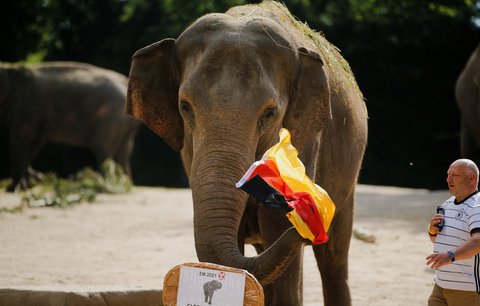 Slon z hamburské zoo tipuje vítězství Německa nad Anglií